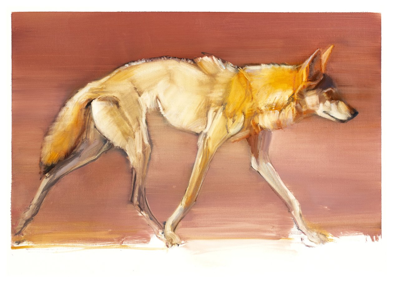 Arabian Wolf, 2010 (öljy paperille) tekijältä Mark Adlington