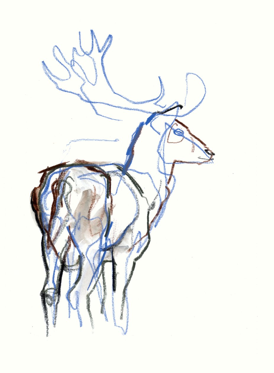 Fallow Buck, 2021 tekijältä Mark Adlington