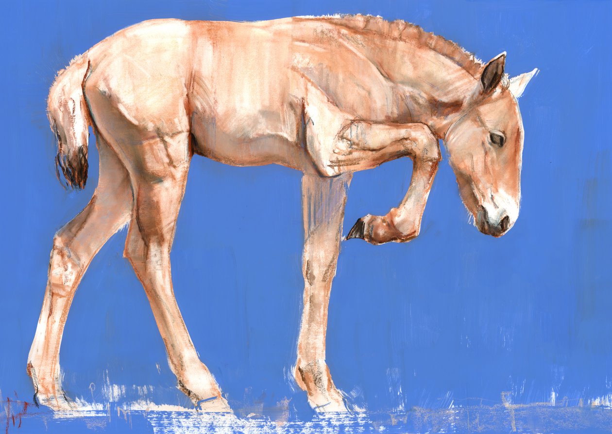 Przewalski Foal, 2012, (sekoitettu media paperille) tekijältä Mark Adlington