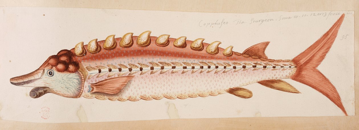 Kala. tekijältä Mark Catesby