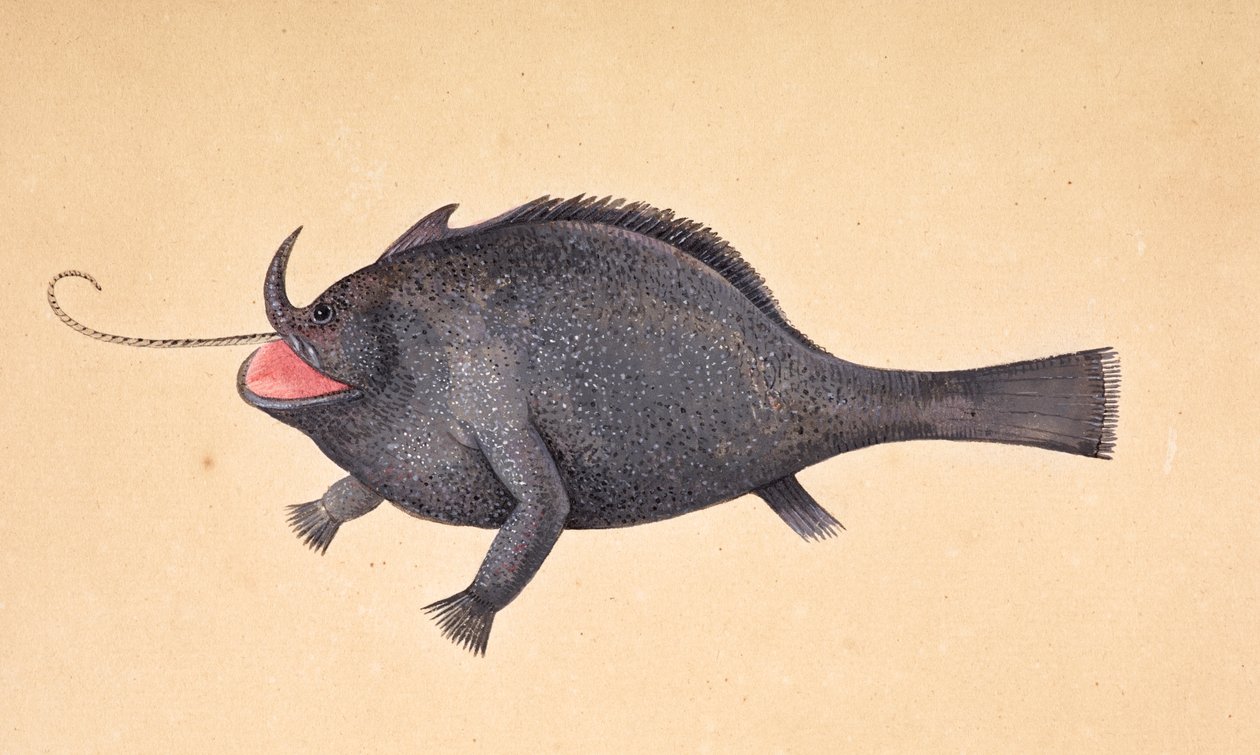 Kala. tekijältä Mark Catesby