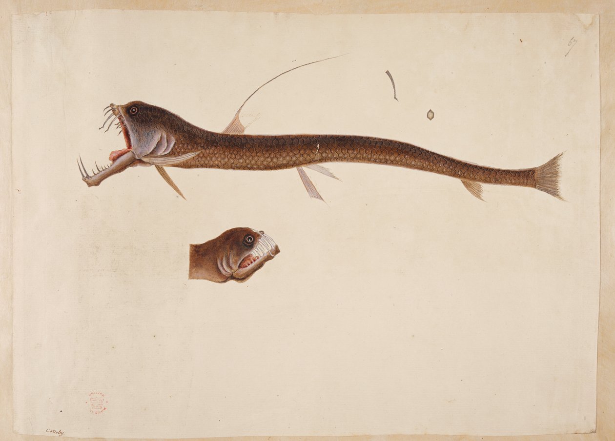 Chauliodus sloanei. Ankeriasta muistuttava olento. tekijältä Mark Catesby