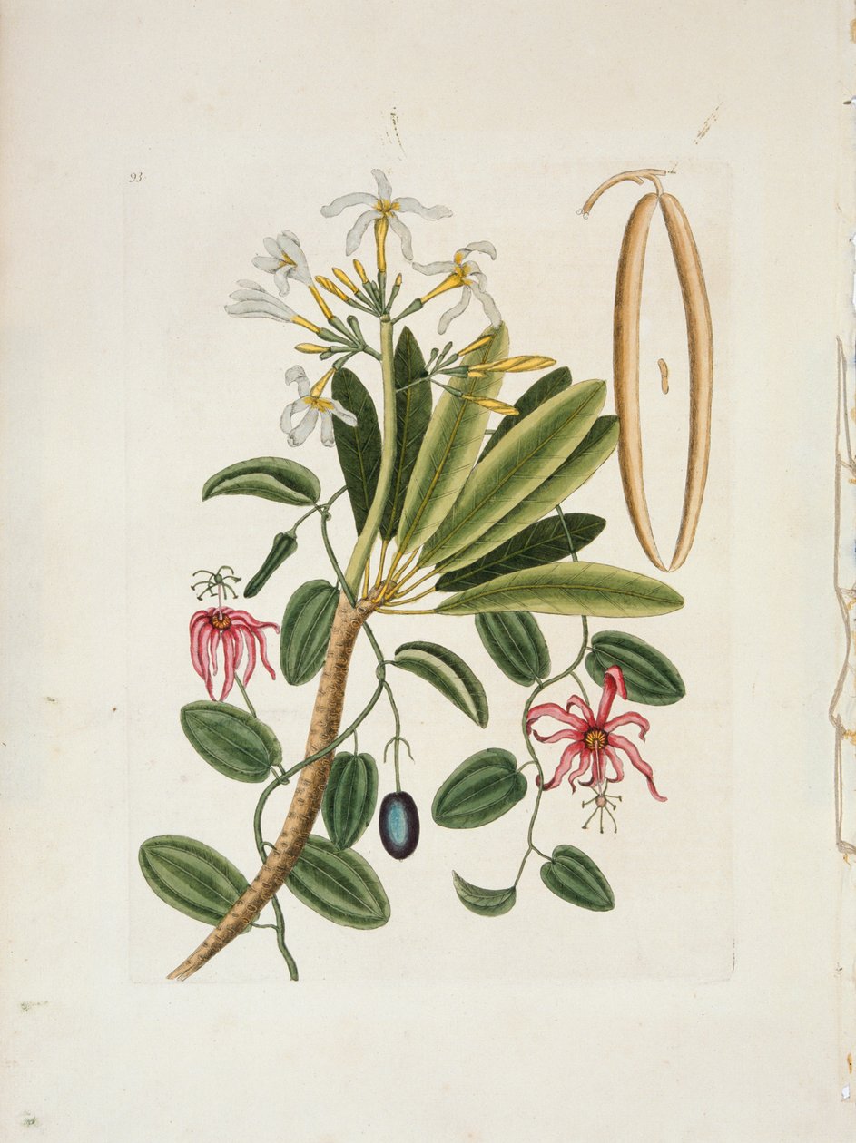 Plumeria obtusa L. Singapore Frangipani, c1700-1740. tekijältä Mark Catesby