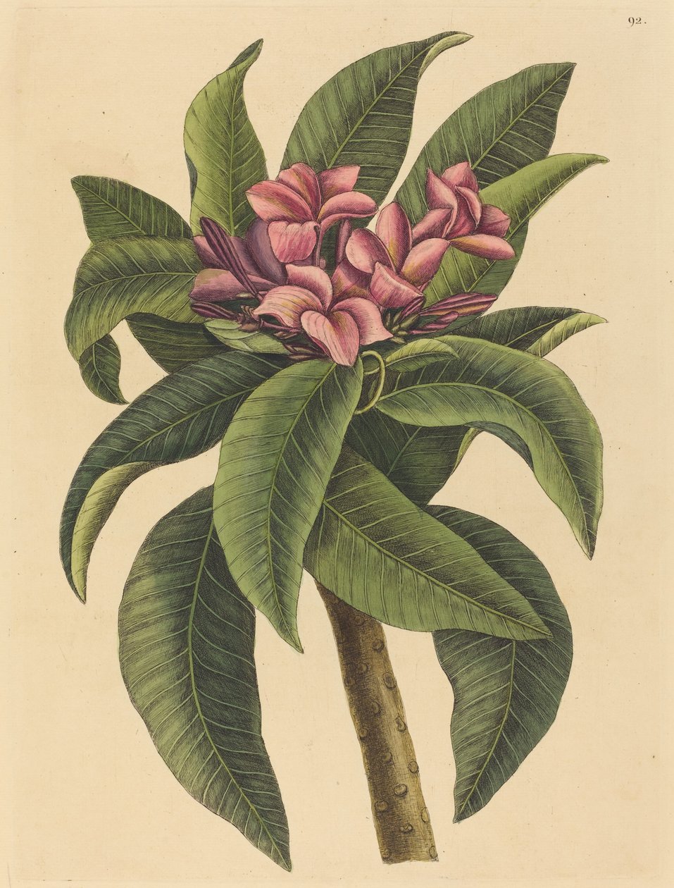Punainen Frangipanni Plumeria rubra, julkaistu 1731-1743. tekijältä Mark Catesby