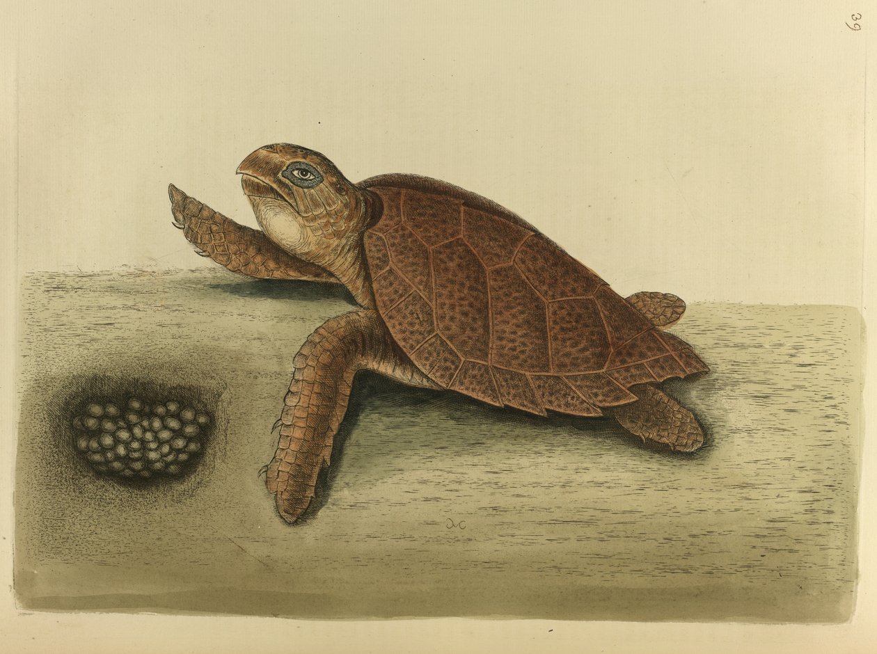 Testudo caretta. Hawks-nokkakilpikonna tekijältä Mark Catesby