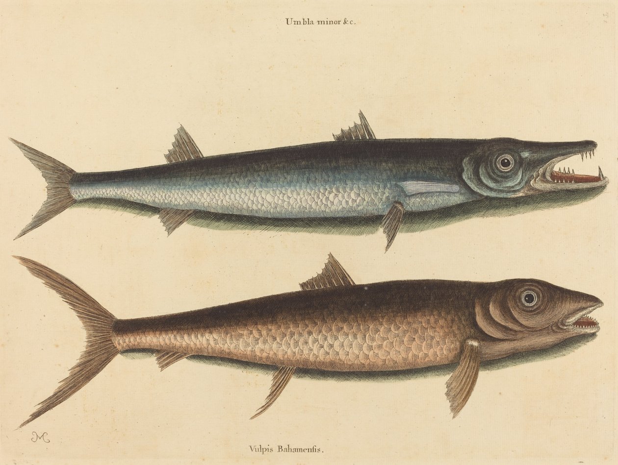 Barracuda (Esox barracuda) tekijältä Mark Catesby