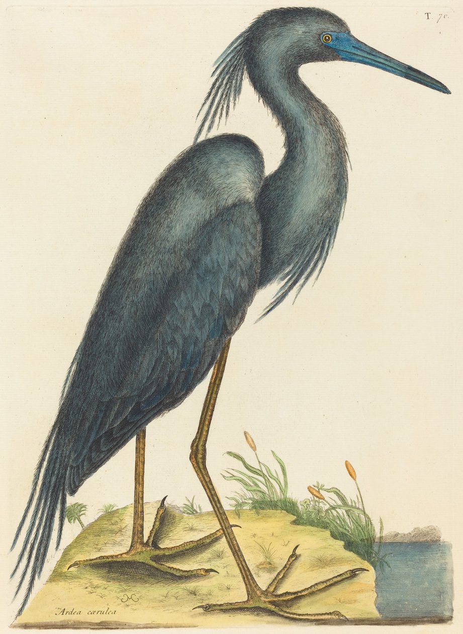 Sininen harmaahaikara (Ardea coerulea) tekijältä Mark Catesby