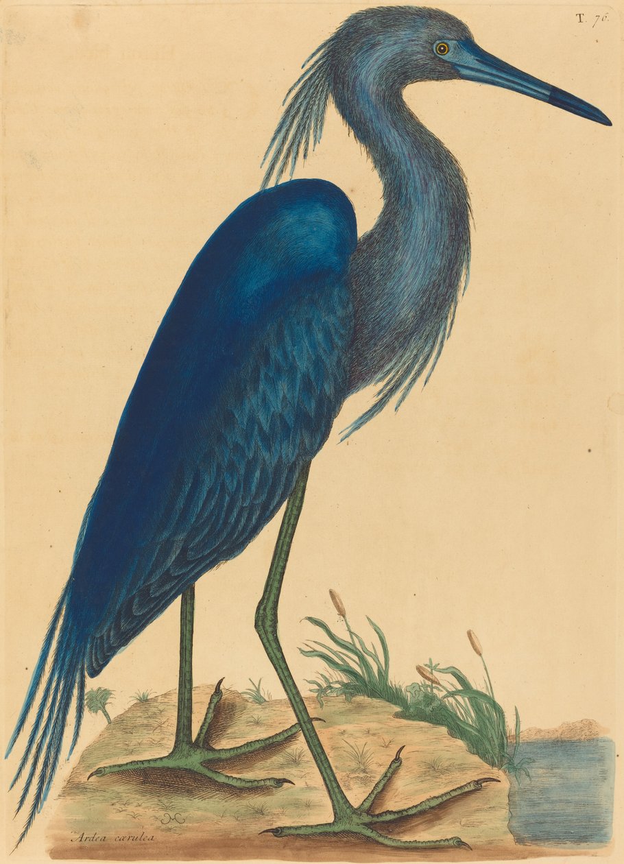 Sininen harmaahaikara (Ardea coerulea) tekijältä Mark Catesby