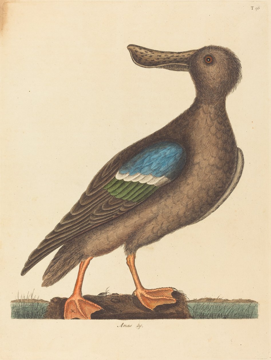 Sinisiniivekäs lapio tekijältä Mark Catesby