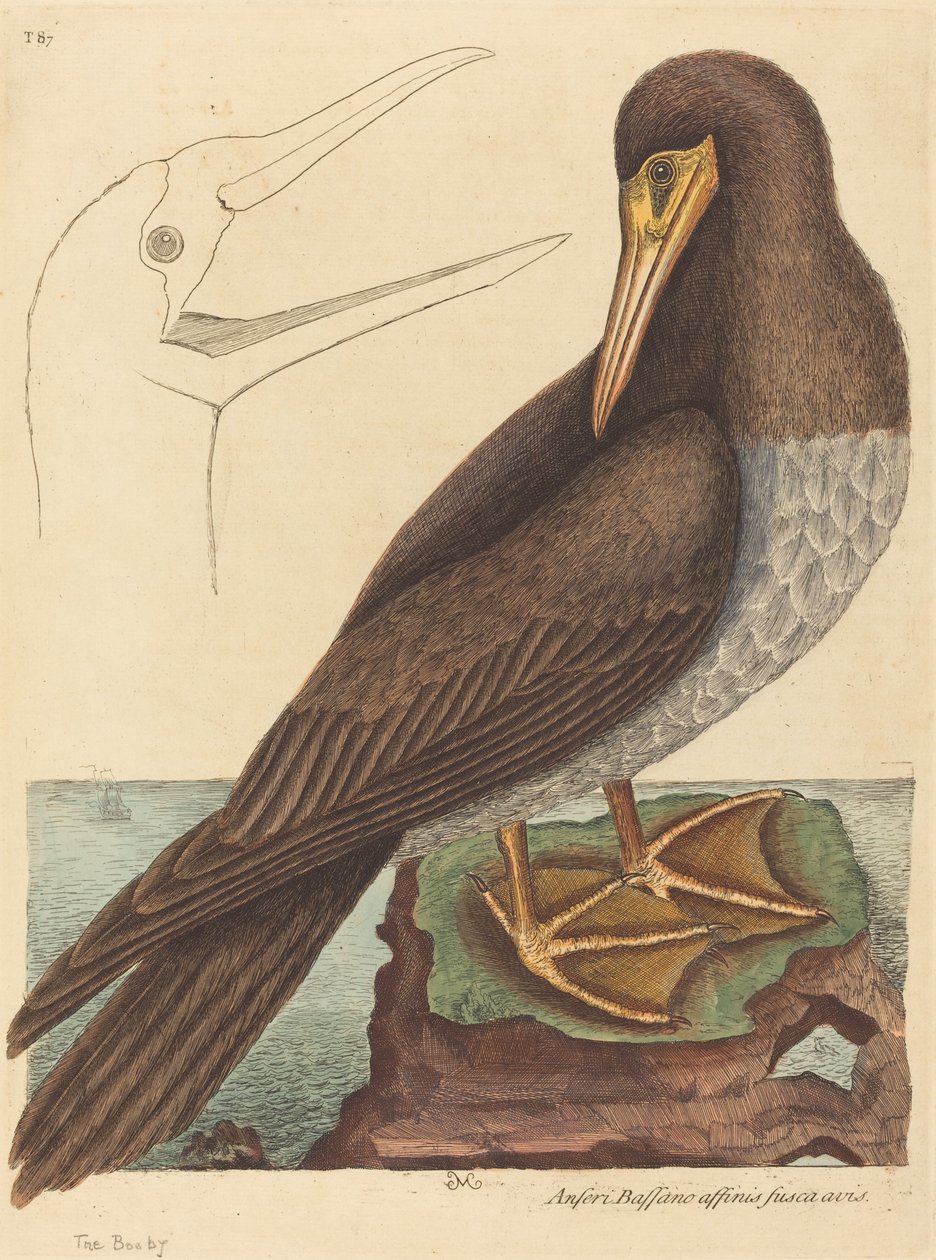 The Booby Pelecanus Sula, julkaistu 1731-1743. tekijältä Mark Catesby