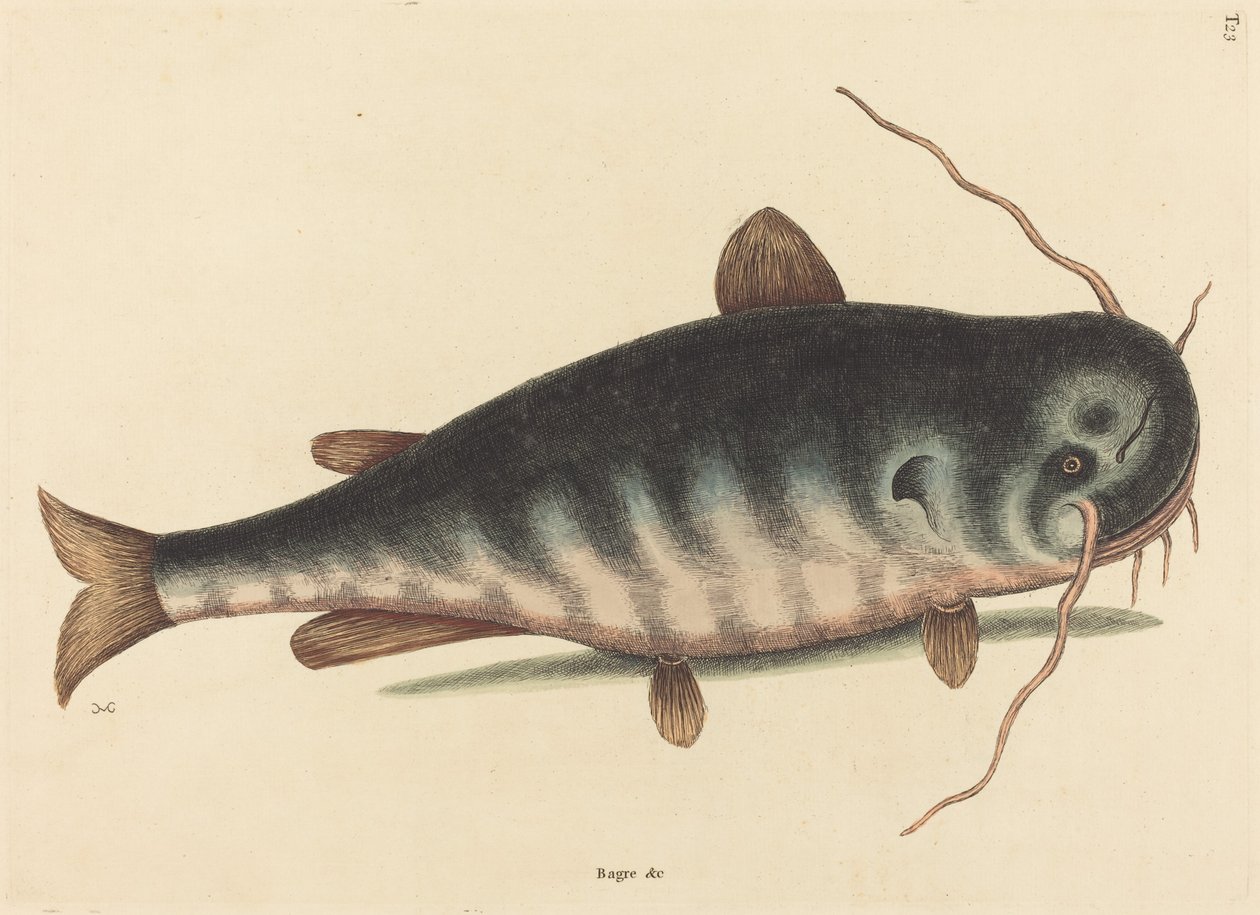 Monni (Catfish Cactus) tekijältä Mark Catesby