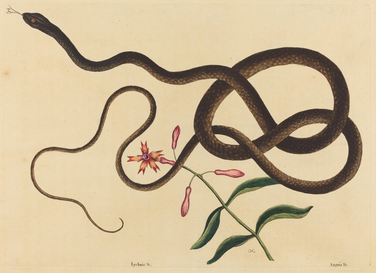 The Coach-Whip Snake (Coluber flagellum) tekijältä Mark Catesby