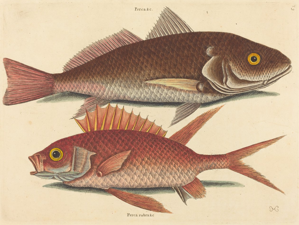 Croker (Perca undulata) tekijältä Mark Catesby