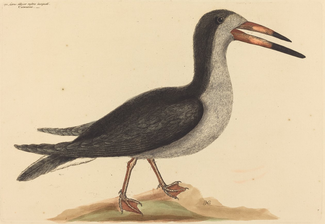 Cutwater (Rhynchops nigra) tekijältä Mark Catesby