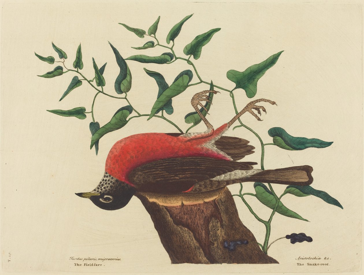 The Fieldfare of Carolina (Turdus migratorius) tekijältä Mark Catesby