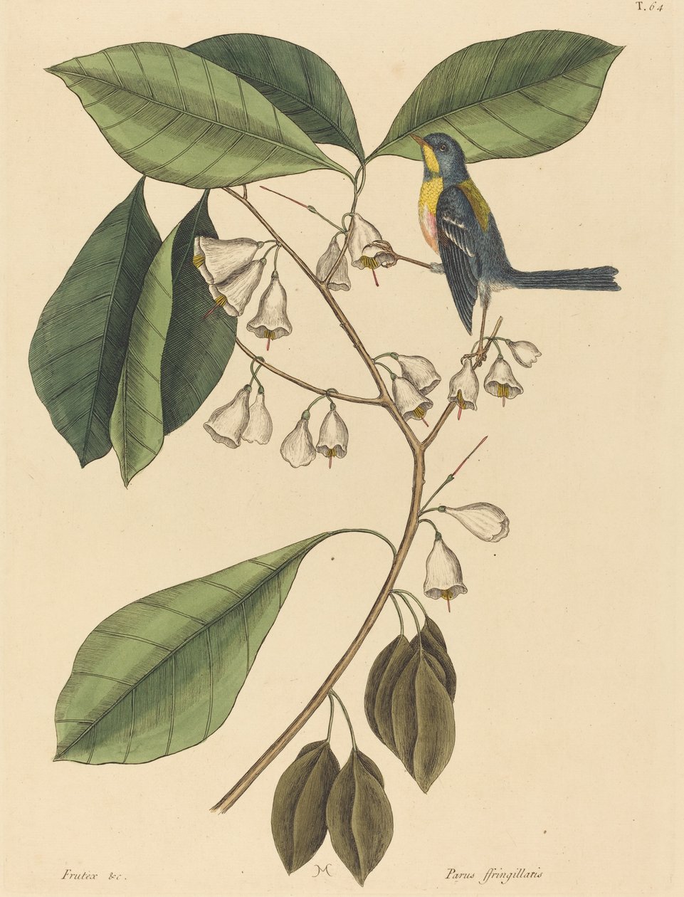 Finch Creeper (Parus americanus) tekijältä Mark Catesby