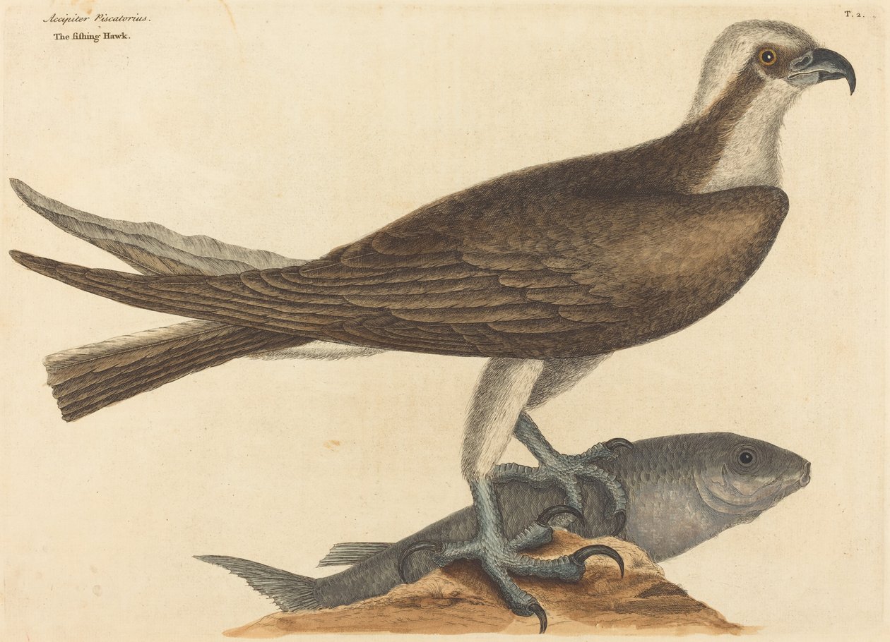 Fishing Hawk (Falco haliaetus) tekijältä Mark Catesby