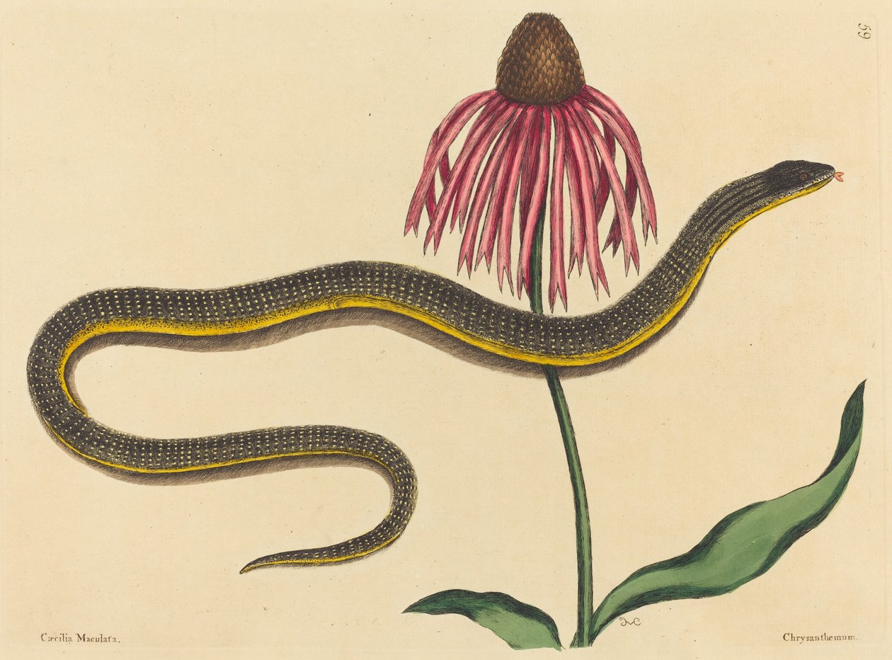 The Glass Snake Anguis ventralis, julkaistu 1731-1743. tekijältä Mark Catesby