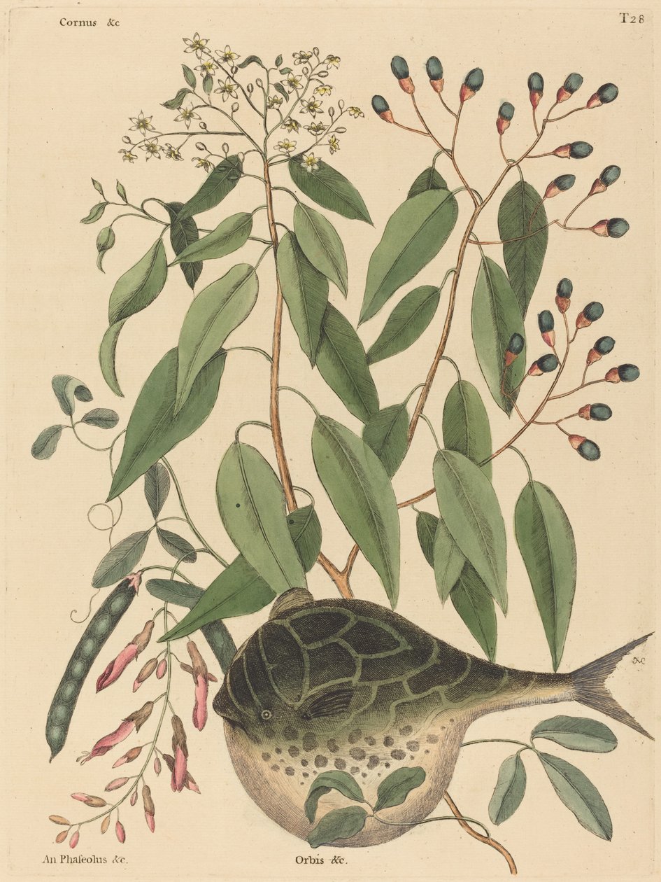 Globe Fish Tetrodon lagocephalus, julkaistu 1731-1743. tekijältä Mark Catesby