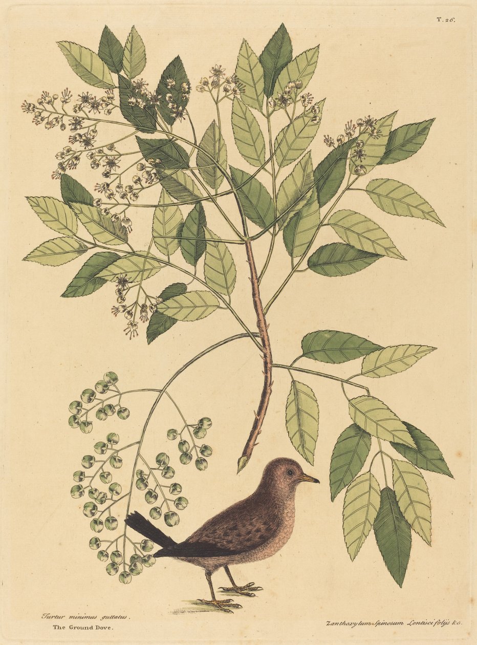 Ground Dove Columba passerina, julkaistu 1731-1743. tekijältä Mark Catesby