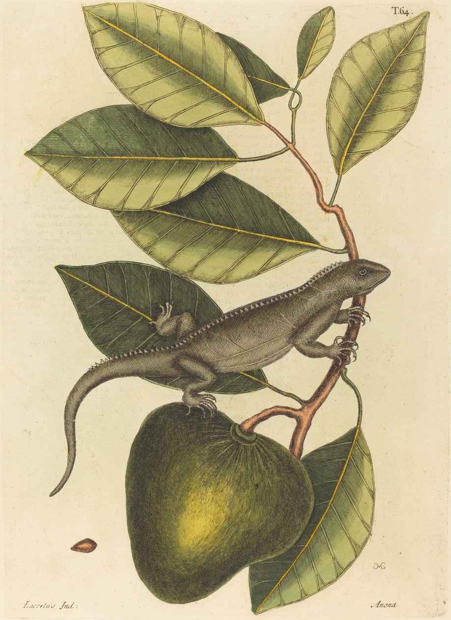 Guana (iguaanilisko) tekijältä Mark Catesby