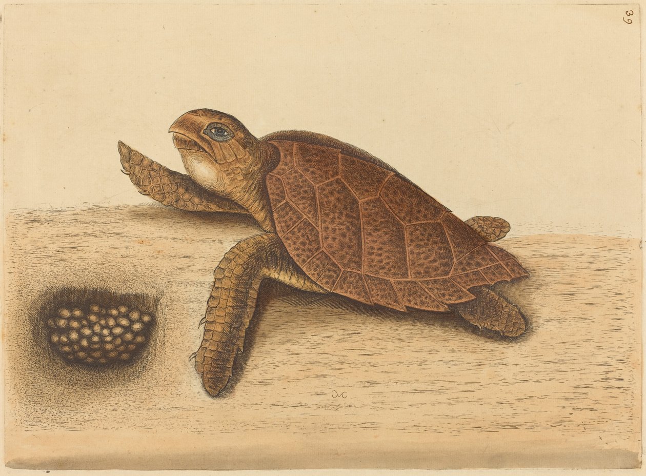 Hawks-nokkakilpikonna (Testudo caretta) tekijältä Mark Catesby