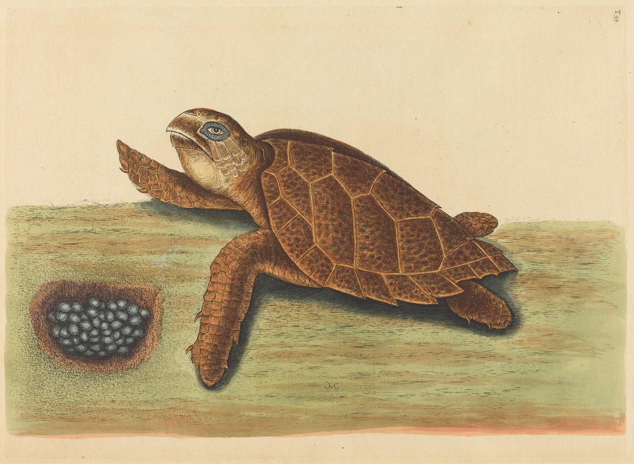 Hawks-nokkakilpikonna (Testudo caretta) tekijältä Mark Catesby