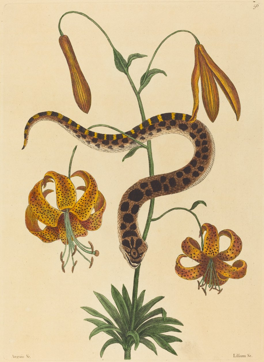 Sikan nenäkäärme (Boa contortrix) tekijältä Mark Catesby