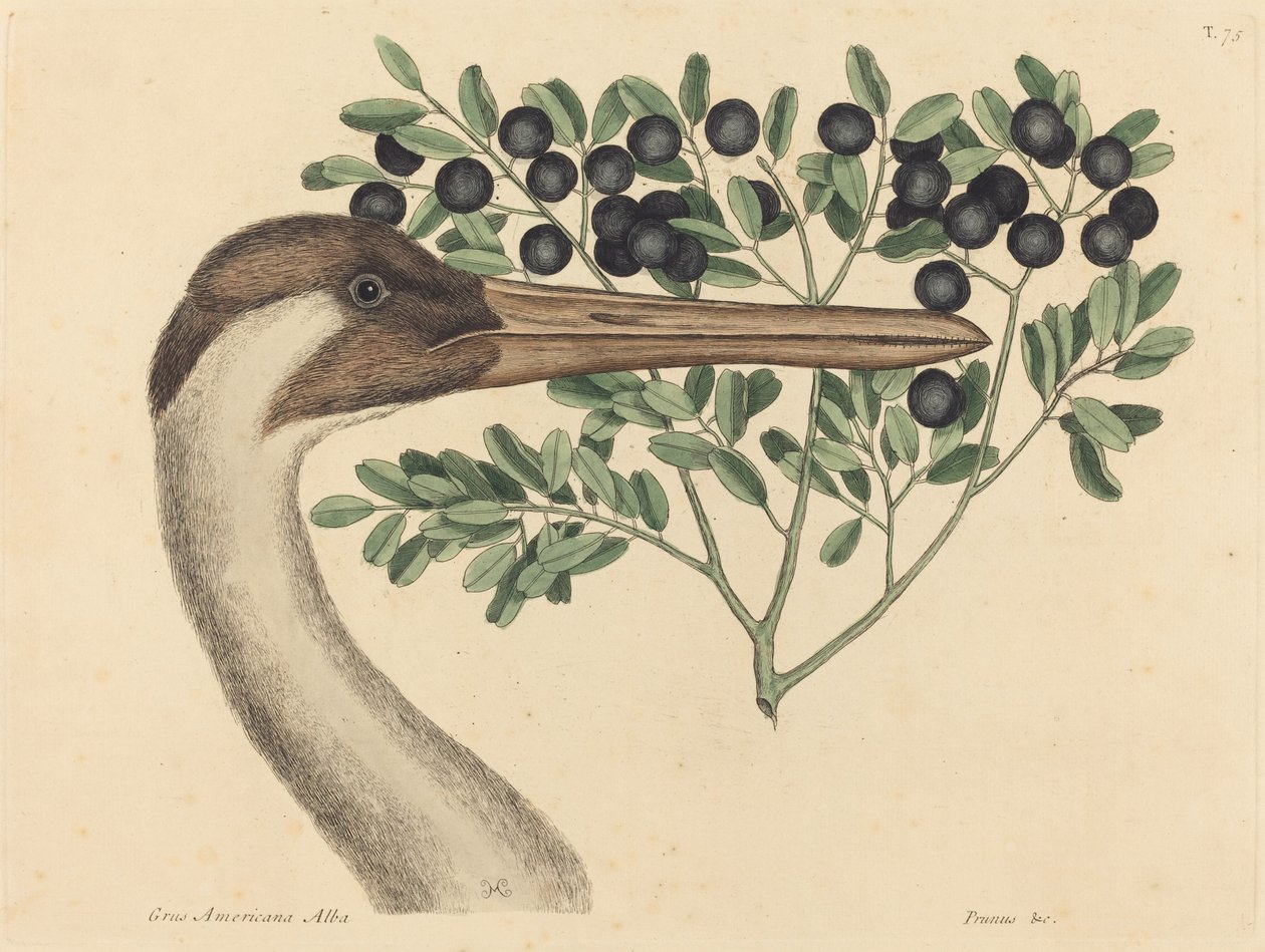 The Hooping Crane (Ardea Americana) tekijältä Mark Catesby
