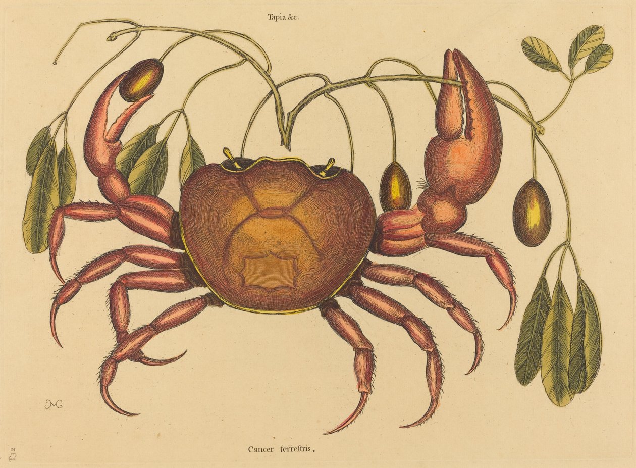 Maarapu (Cancer ruricola) tekijältä Mark Catesby