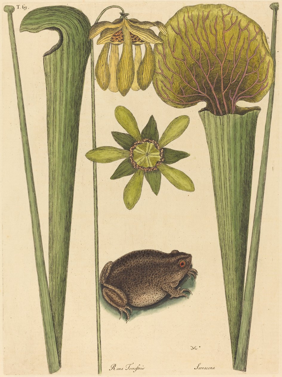 Land Frog Rana, julkaistu 1731-1743. tekijältä Mark Catesby