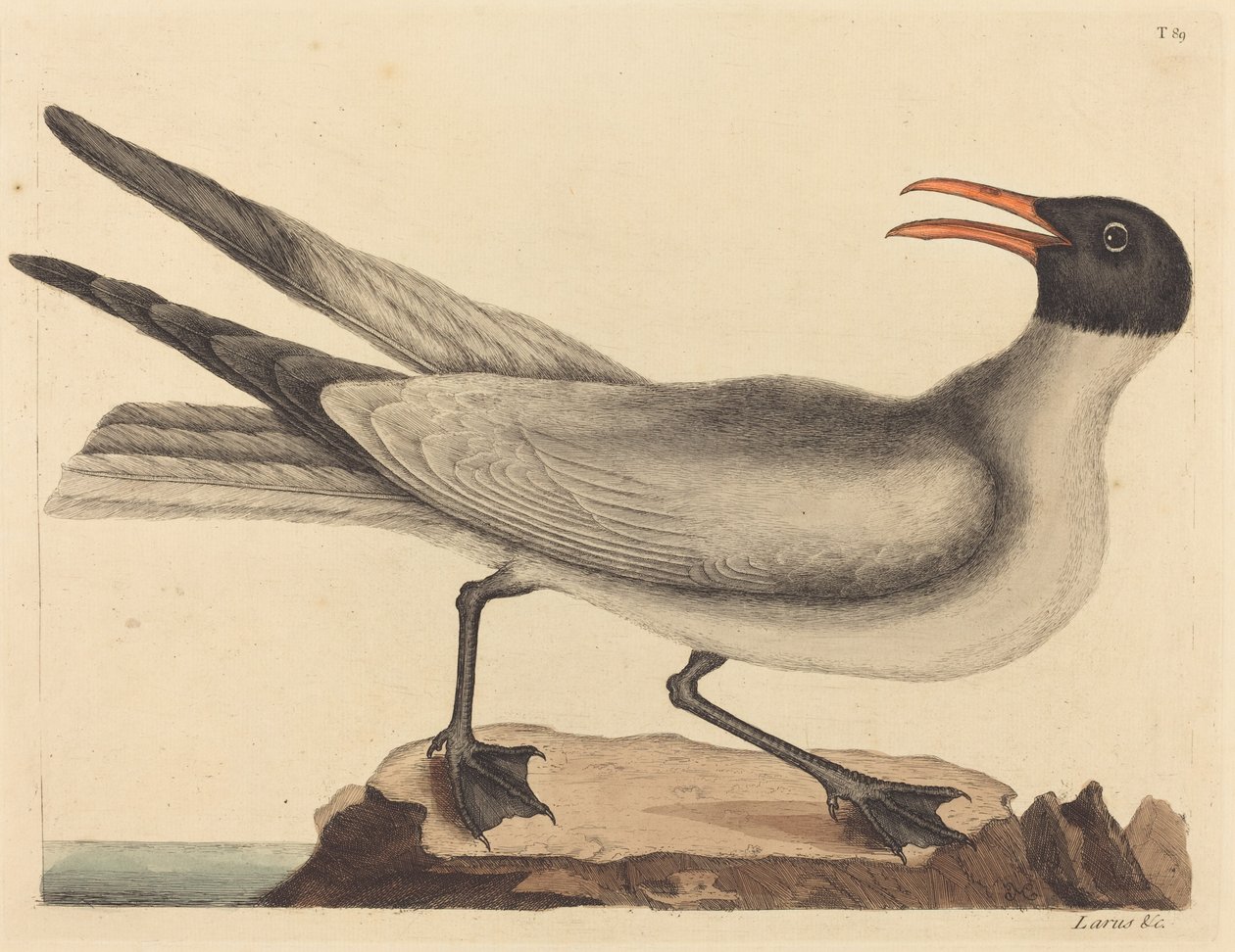 La gavina riera (Larus articilla) finlandès tekijältä Mark Catesby