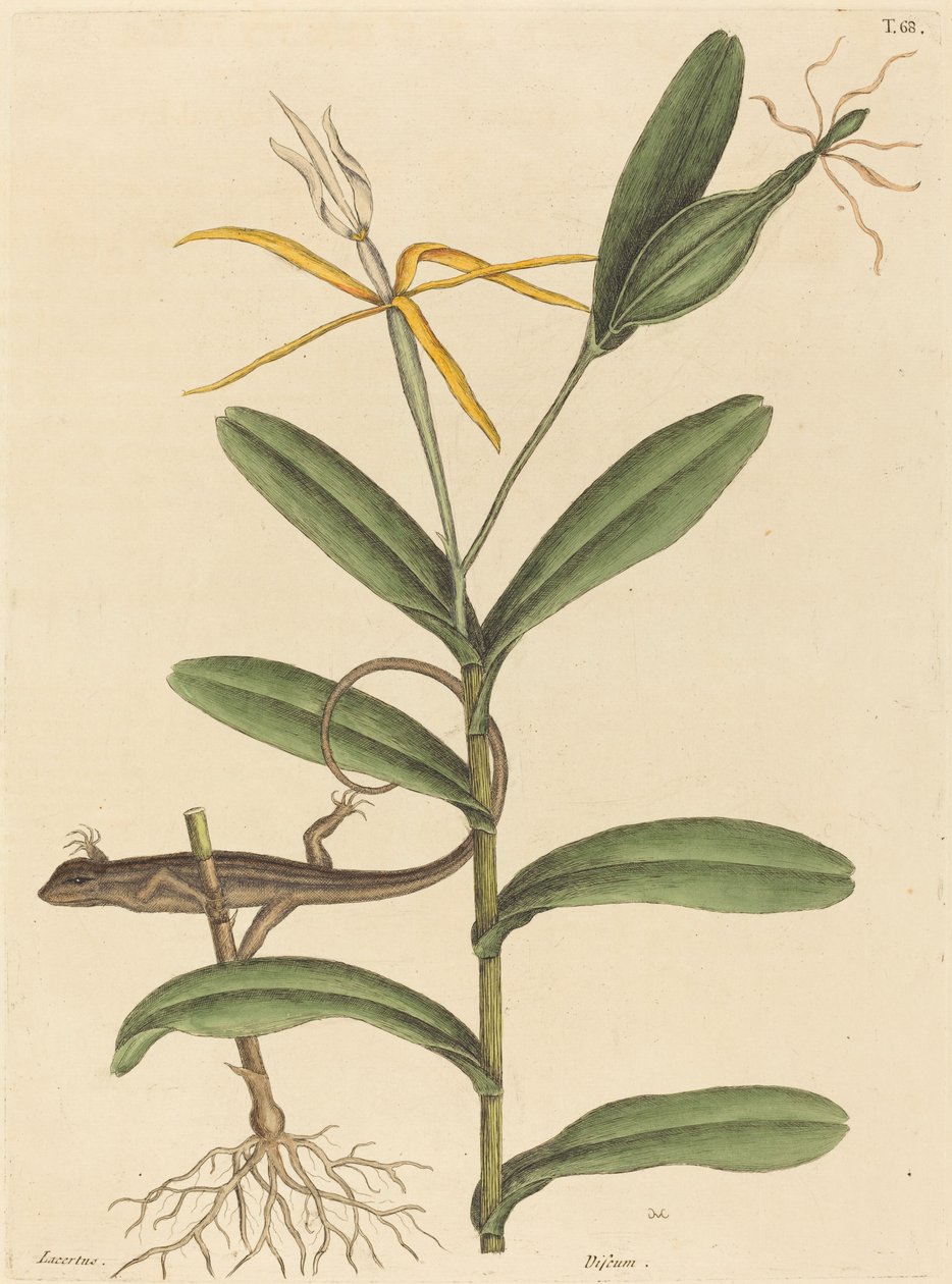 Lyon Lizard Lacerta 6-lineata, julkaistu 1731-1743. tekijältä Mark Catesby