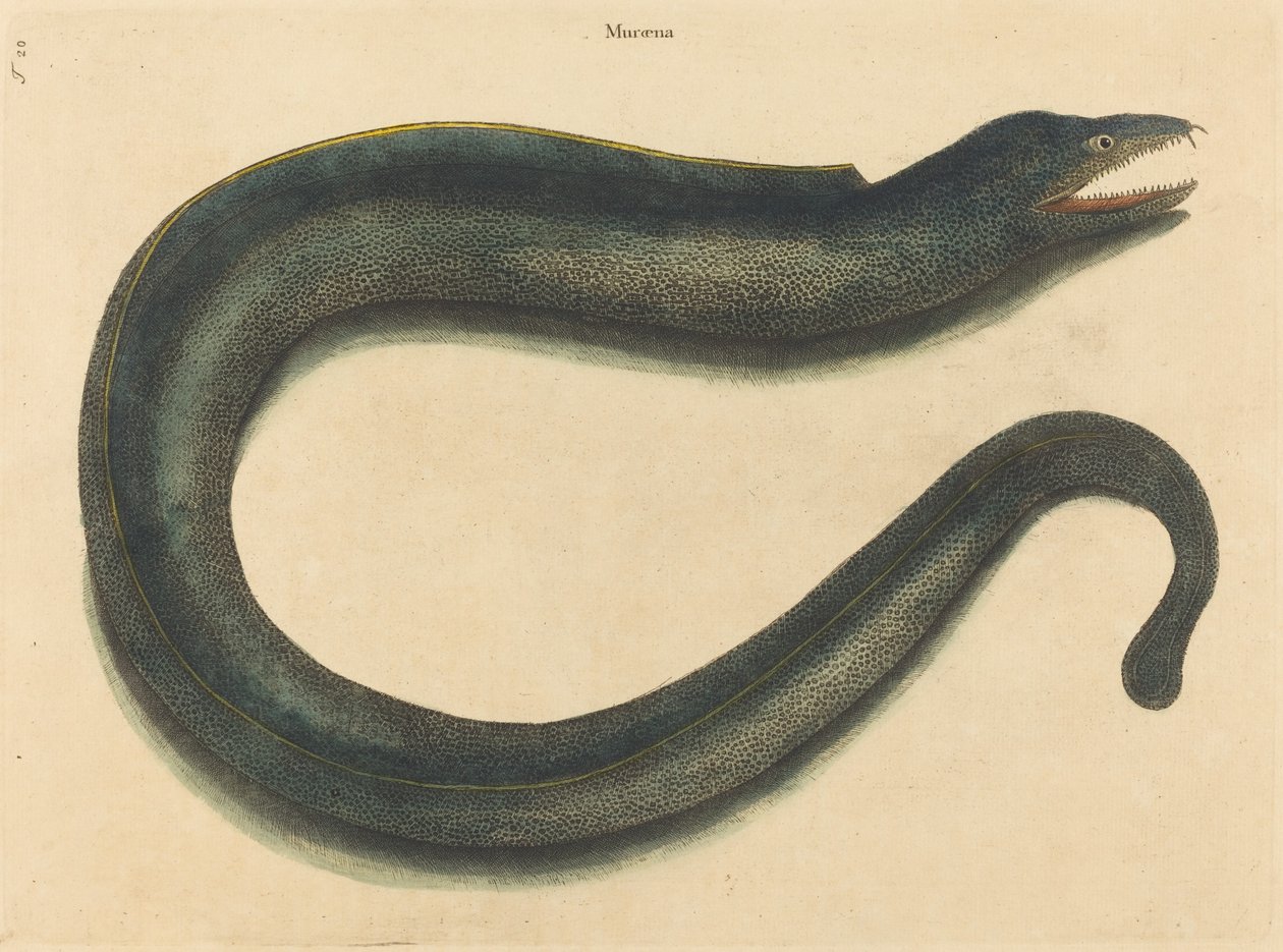 Murray (Muraina Helena) tekijältä Mark Catesby