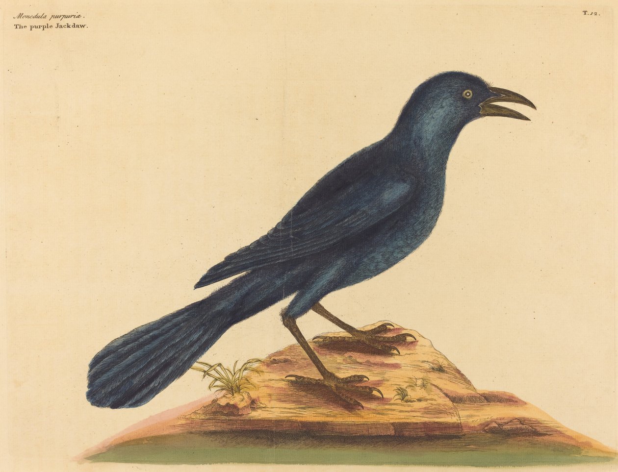 Violetti Jack Daw (Gracula Quiscula) tekijältä Mark Catesby