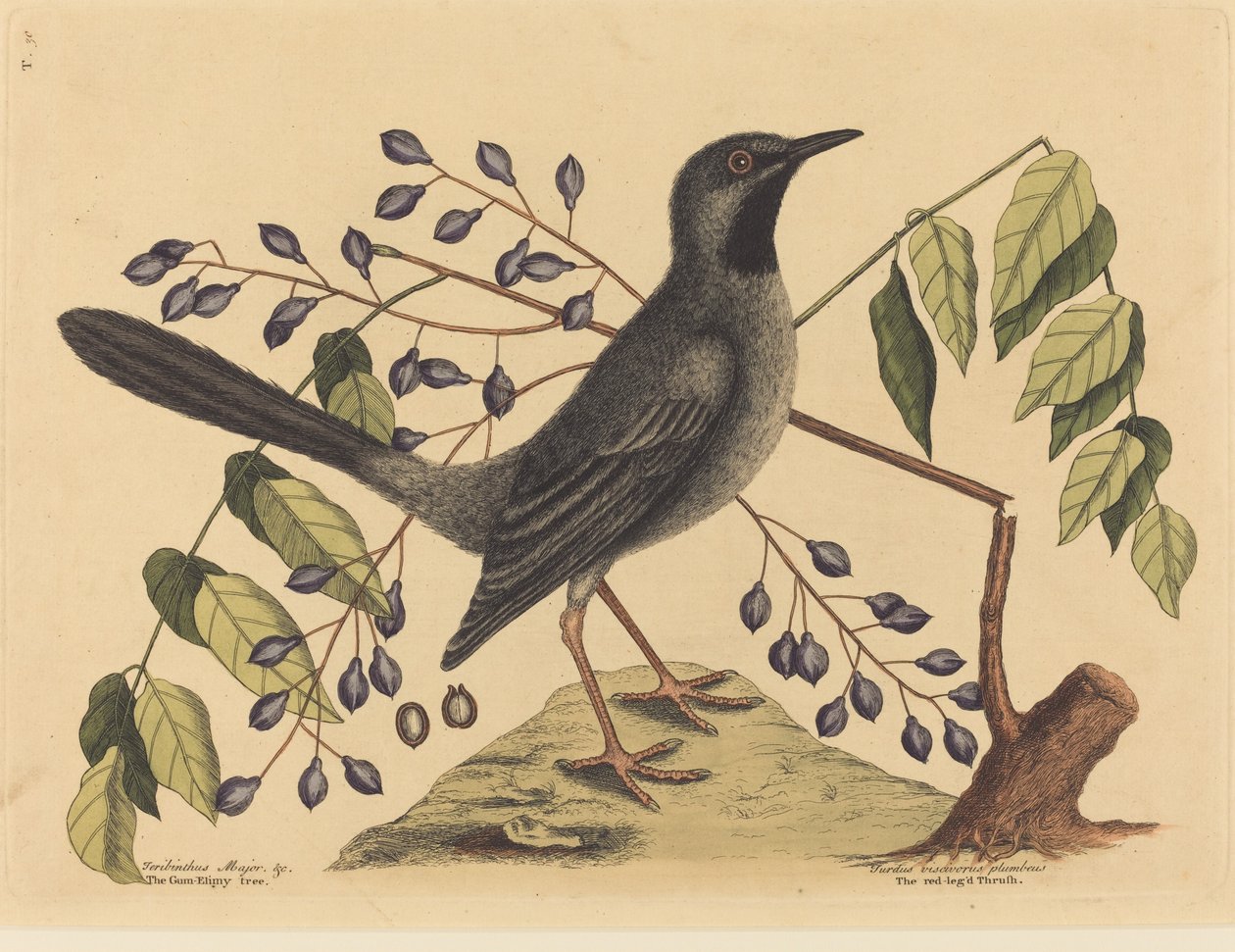 Punajalkainen sammas (Turdus plumbeus) tekijältä Mark Catesby