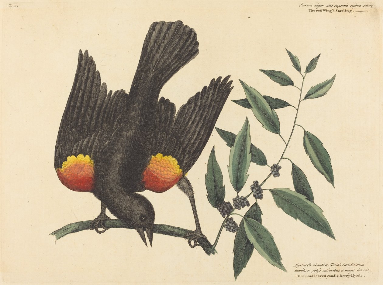 Punasiipinen kottarainen (Oriolus phoeniceus) tekijältä Mark Catesby