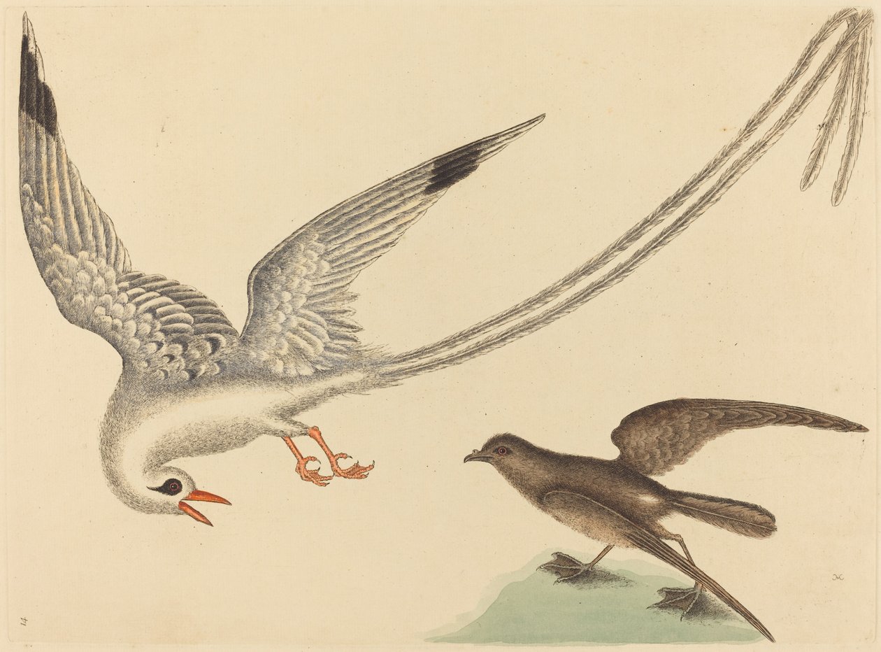 Riisilintu (Emberiza oryzivora) tekijältä Mark Catesby