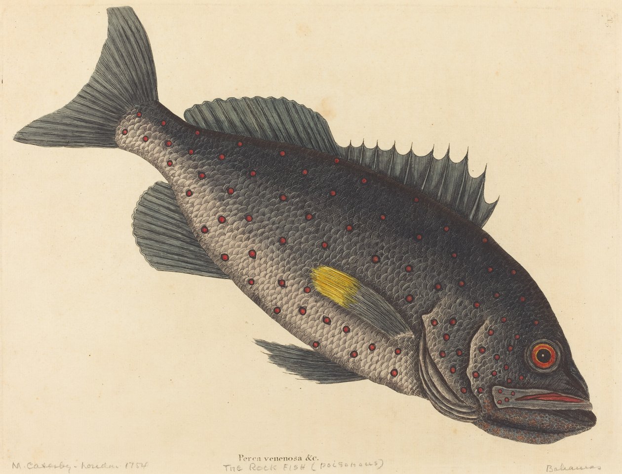 Rock Fish Perca venenosa, julkaistu 1754. tekijältä Mark Catesby