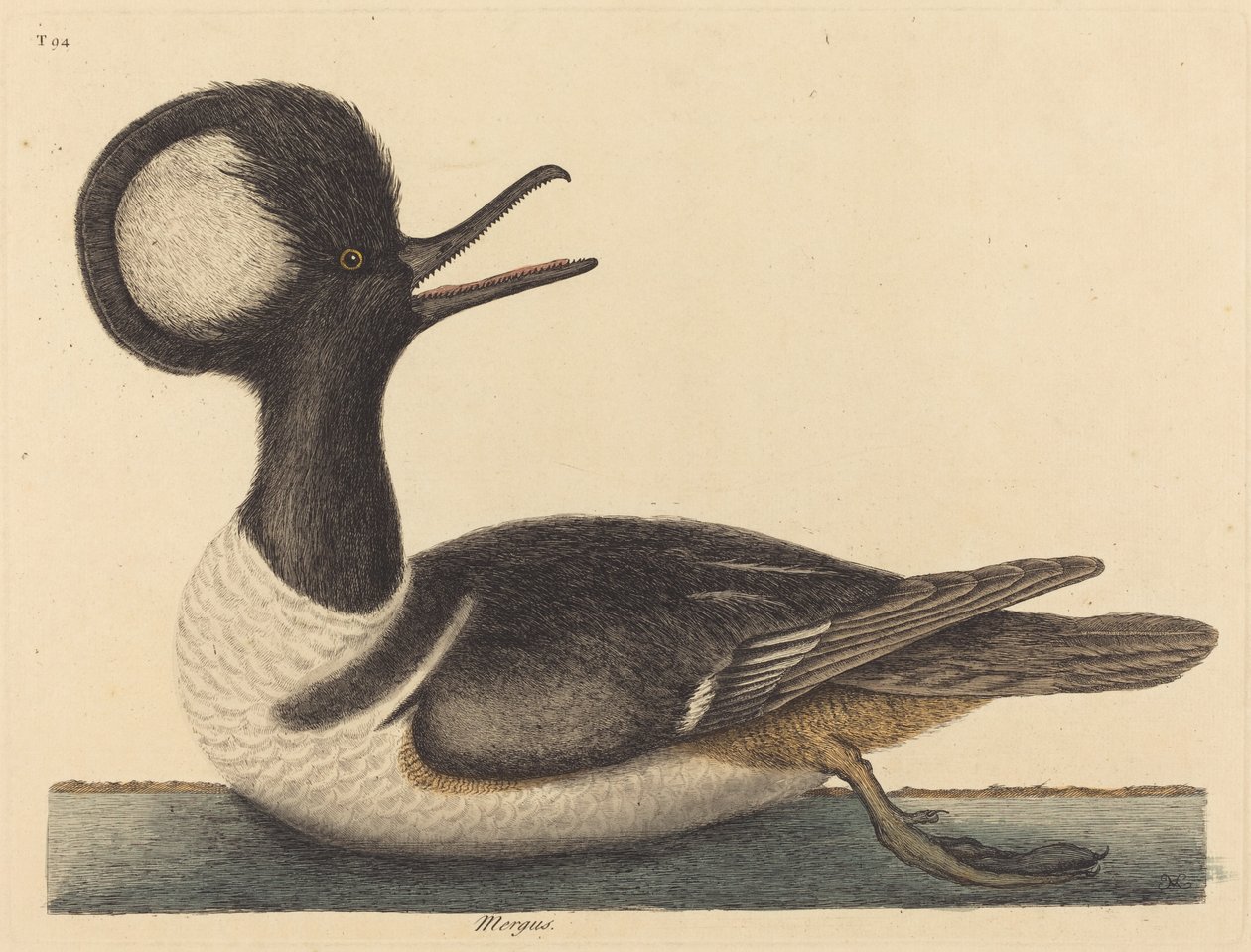 Pyöreä harjaankka (Mergus cucullatus) tekijältä Mark Catesby