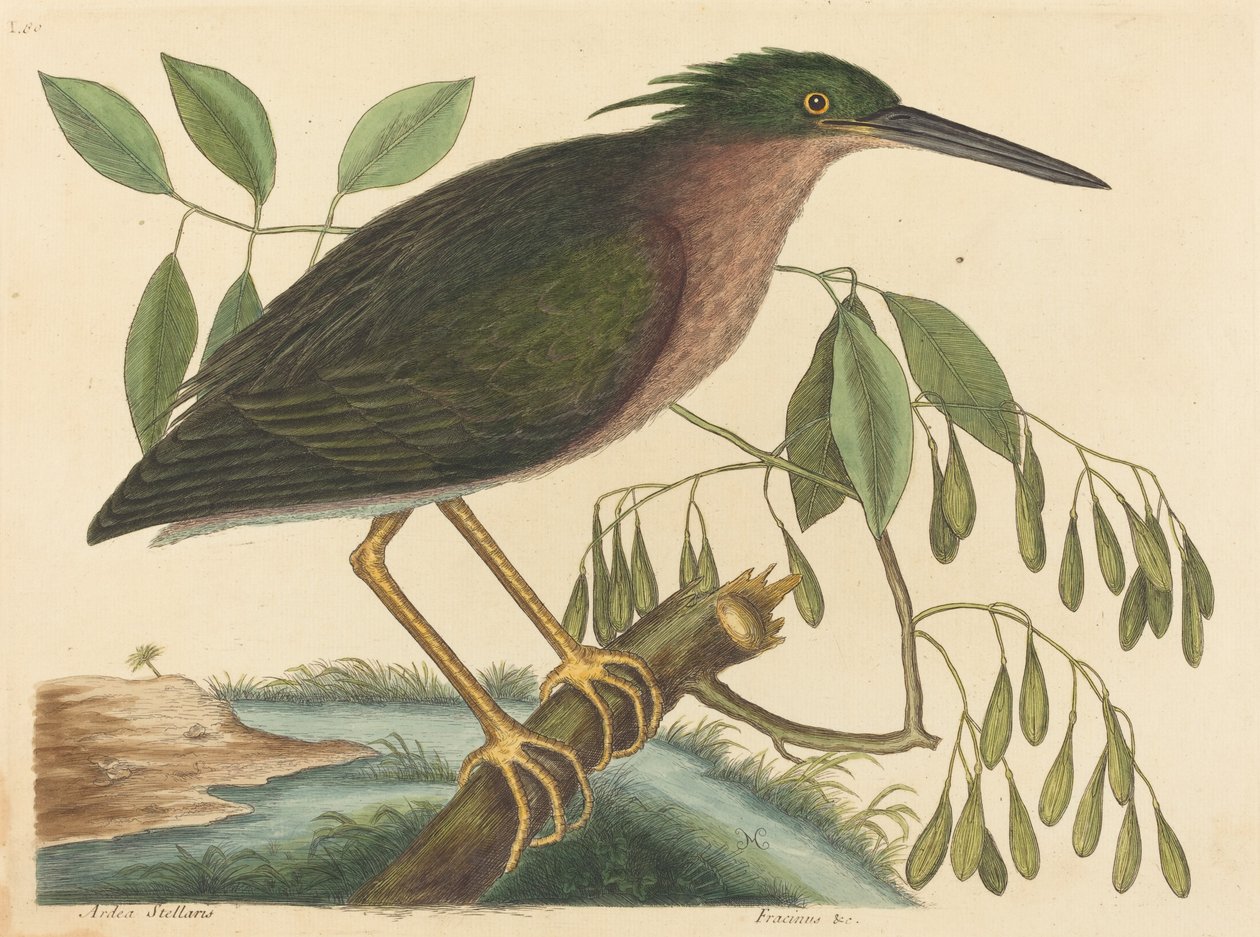 The Small Bittern Ardea virescens, julkaistu 1754. tekijältä Mark Catesby