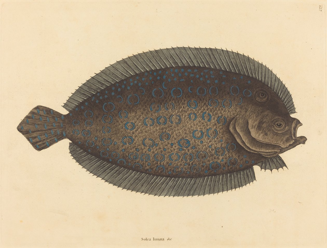 Pohja (Pleuronectes lunatus) tekijältä Mark Catesby