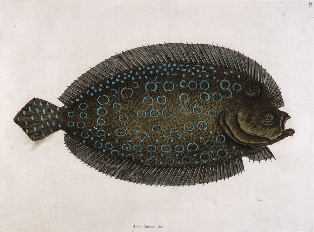 Solea lunata (Solea lunata  c) tekijältä Mark Catesby