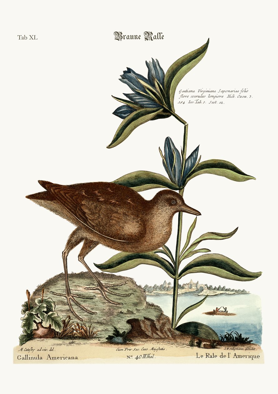 The Soree, 1749-73 tekijältä Mark Catesby