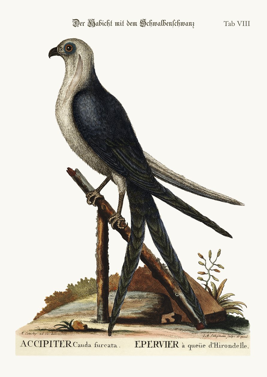Swallow-tail Hawk, 1749-73 tekijältä Mark Catesby