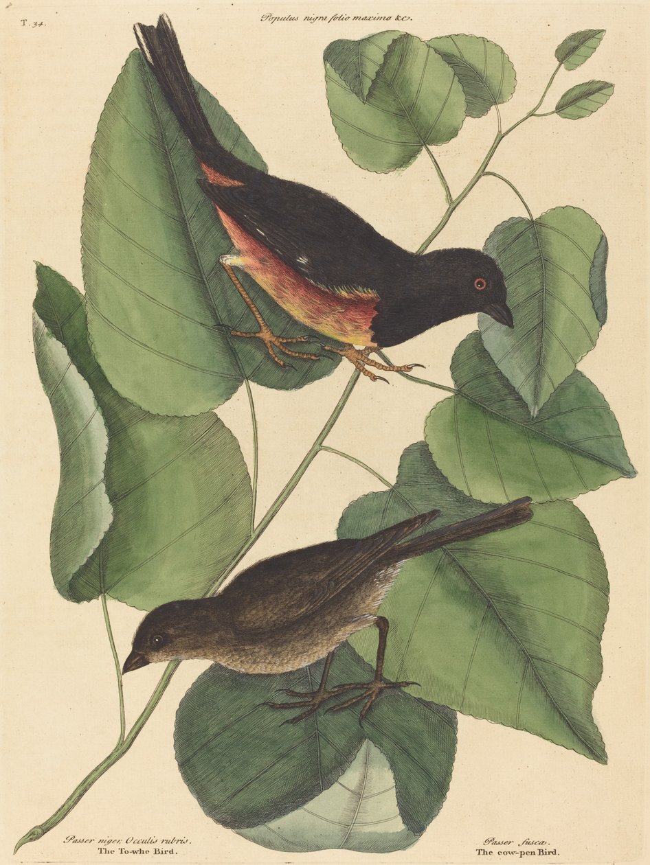 Towhe-lintu (Fringilla erythrophthalma) tekijältä Mark Catesby