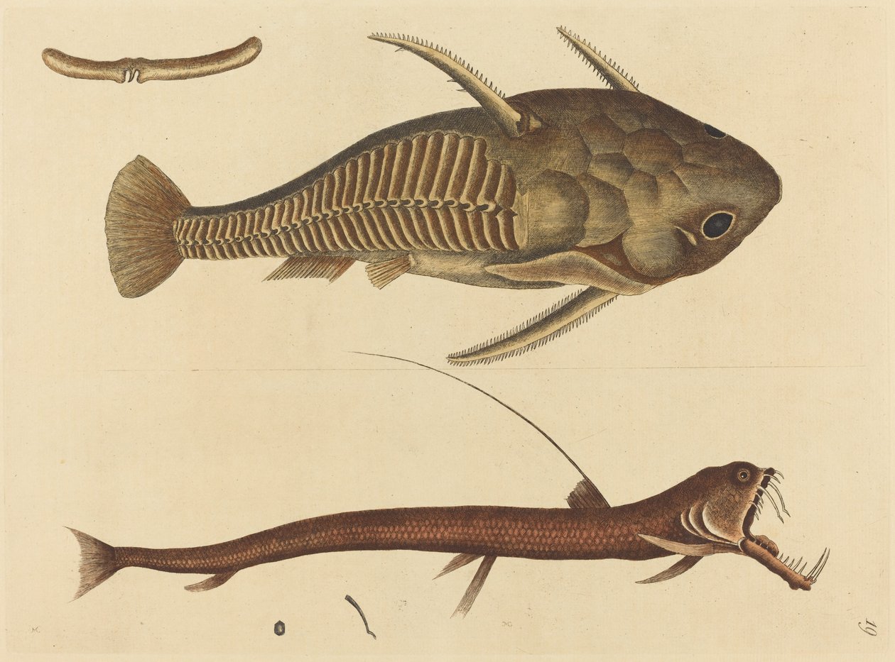 Kyykäärme (Silurus cataphractus) tekijältä Mark Catesby