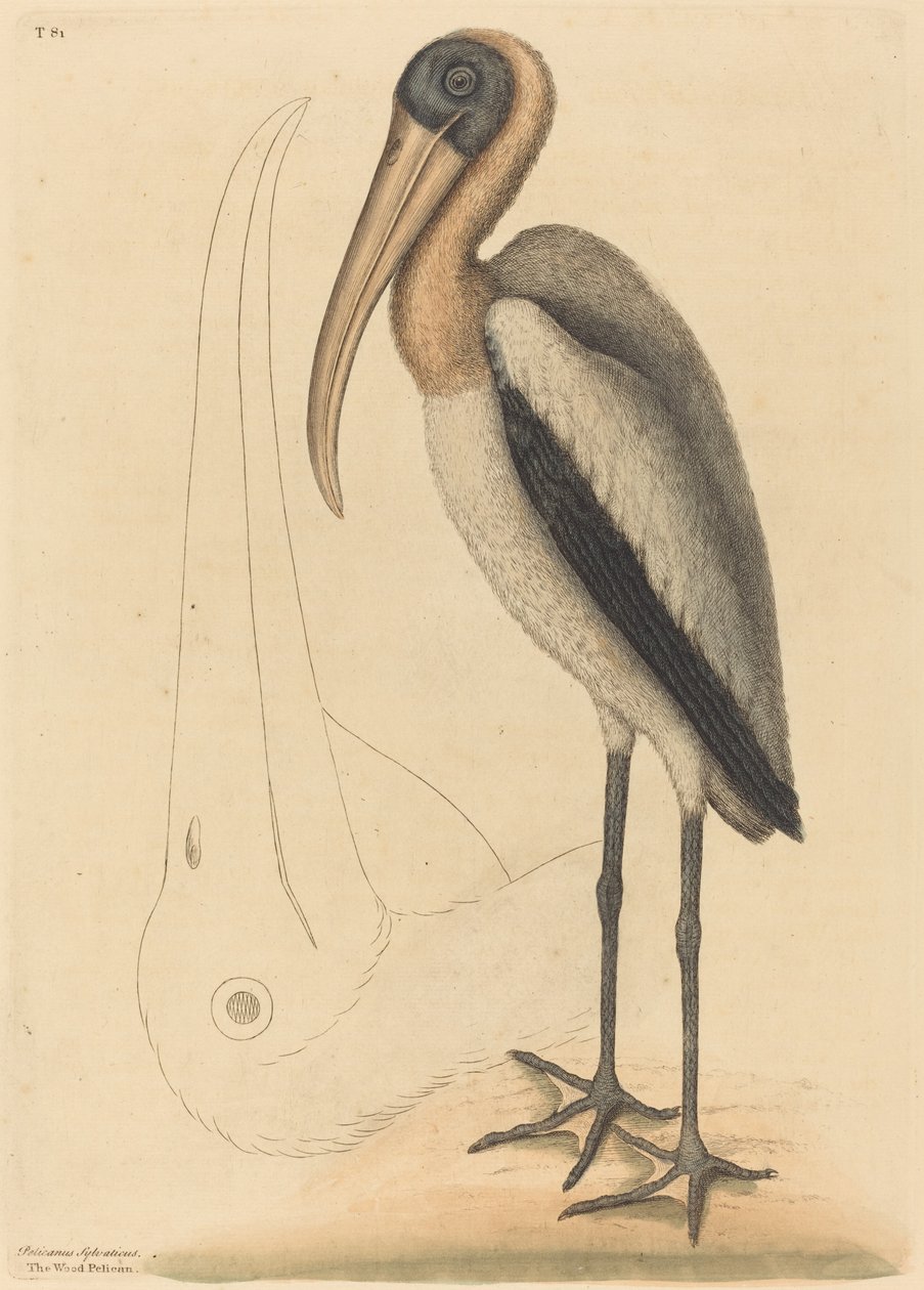 Puupelikaani (Tantalus Loculator) tekijältä Mark Catesby