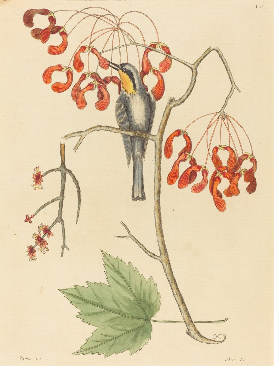 The Yellow Throated Creeper, julkaistu 1754. tekijältä Mark Catesby