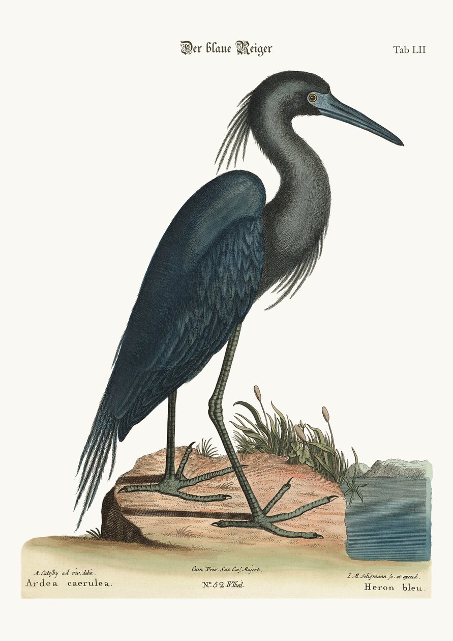 Sininen harmaahaikara, 1749-73 tekijältä Mark Catesby